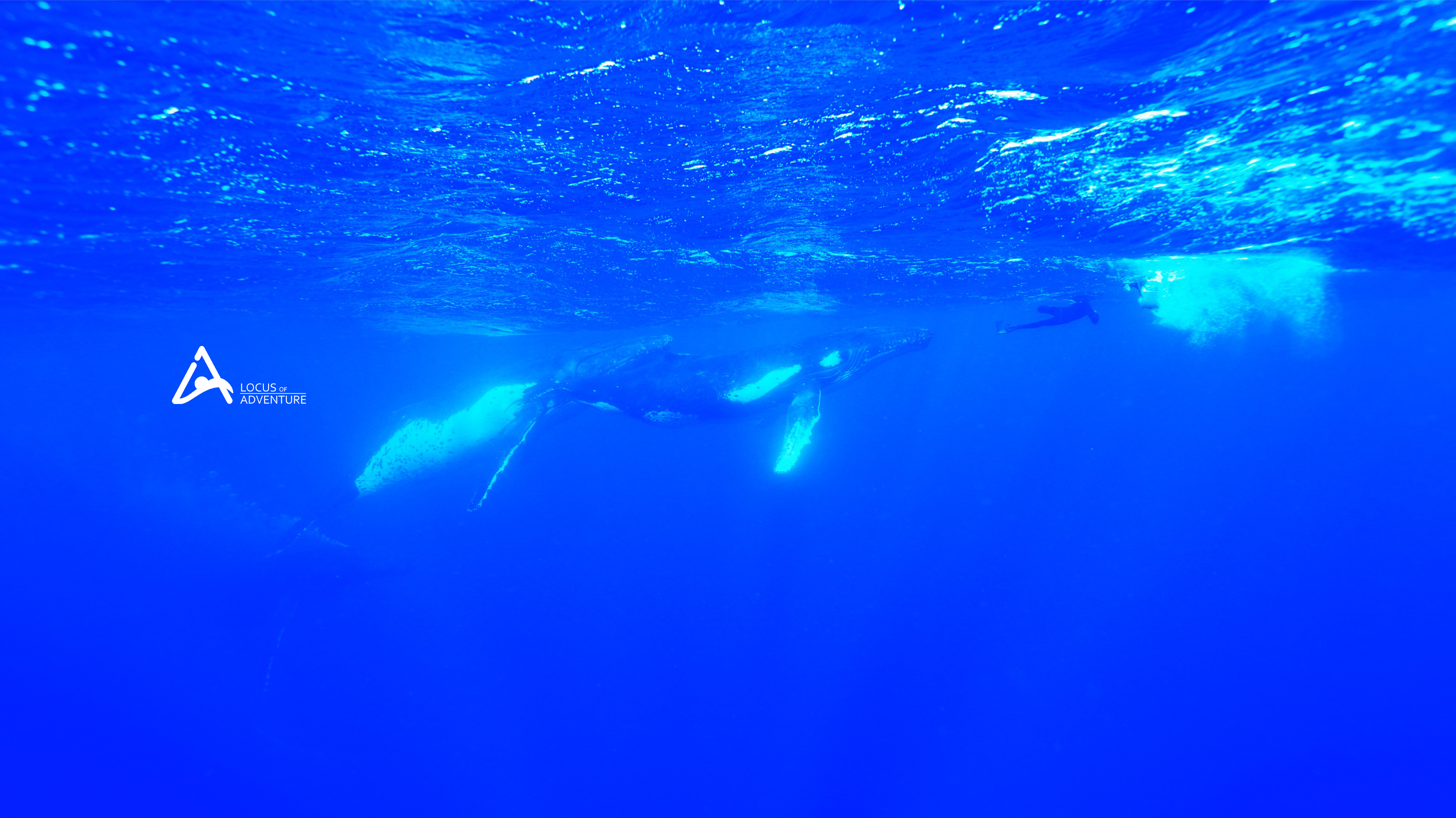 トンガ王国　ババウ島　ザトウクジラが歌う島　その2