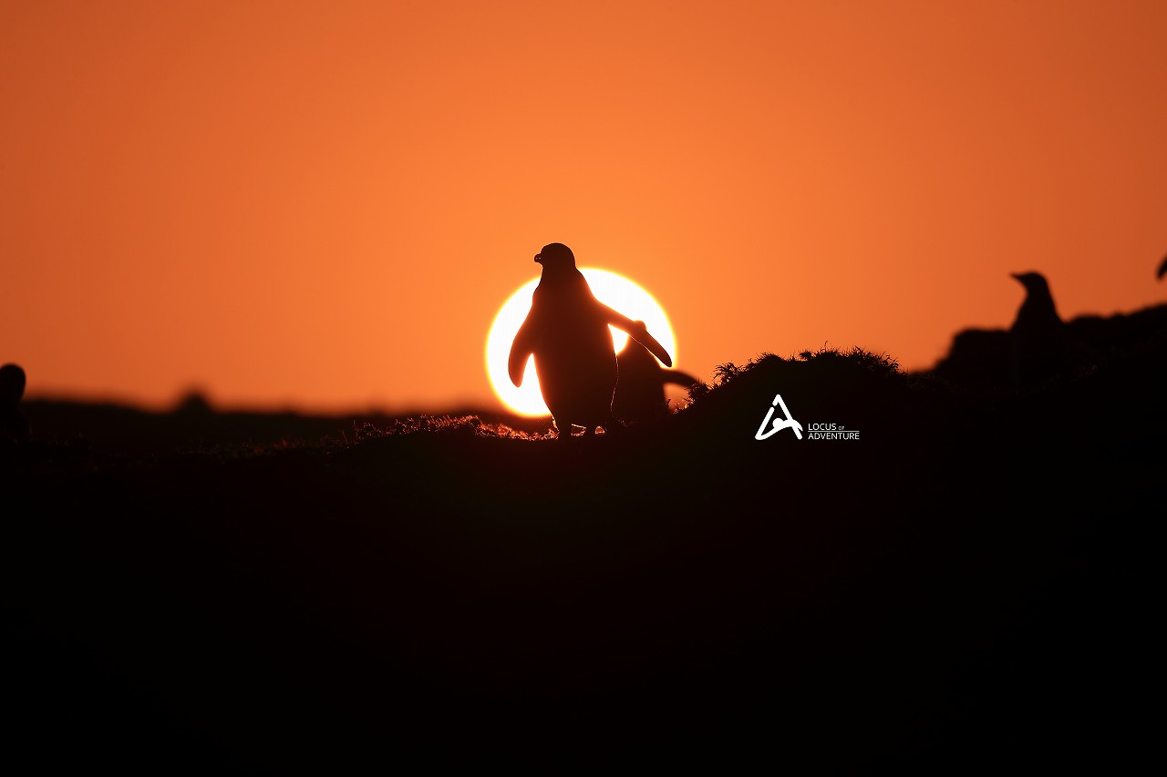 フォークランド諸島　2019